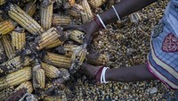 Jagung yang rusak pun akhirnya tidak bisa untuk dijual secara utuh.  