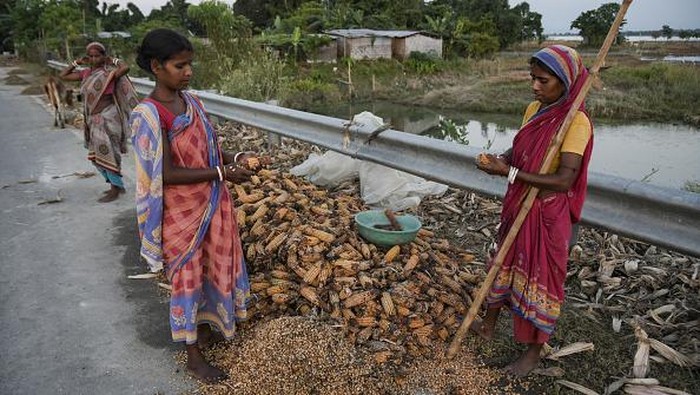 MORIGAON, INDIA - JULY 7: Farmer arranging flood damaged corn on a road after dry in the sun, at a village on July 7, 2022 in Morigaon, India. Several thousands of farmers  have suffered huge losses due to the devastating flood in Assam. (Photo by David Talukdar/Anadolu Agency via Getty Images)