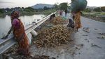 Ladang Jagung Rusak Gegara Banjir, Petani di India Pasrah