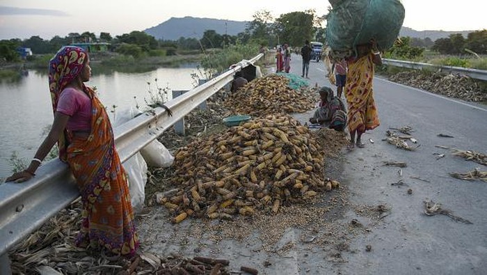 Wajah Muram Petani India Saat Lahan Jagungnya Rusak Gegara Banjir MORIGAON, INDIA - JULY 7: Farmer arranging flood damaged corn on a road after dry in the sun, at a village on July 7, 2022 in Morigaon, India. Several thousands of farmers have suffered huge losses due to the devastating flood in Assam. (Photo by David Talukdar/Anadolu Agency via Getty Images)