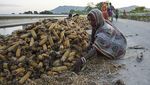 Ladang Jagung Rusak Gegara Banjir, Petani di India Pasrah