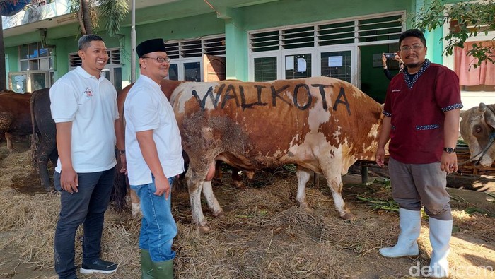 walkot eri kurban 4 sapi ukuran jumbo