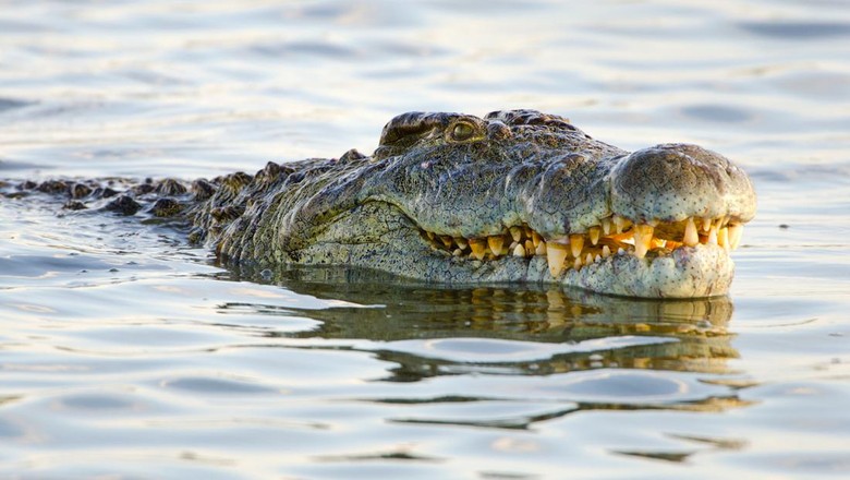 Buaya