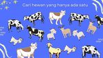 Tebak-tebakan Jelang Idul Adha, Bisa Cari Sapi yang Berbeda?