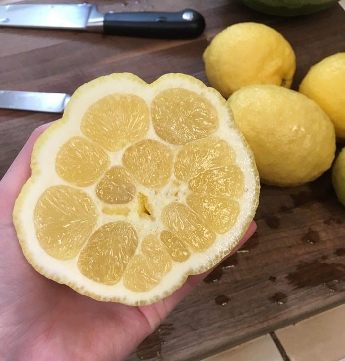 Bentuknya Aneh! Ini Lemon Mirip Wortel hingga Telur Seperti Es krim Bentuknya Aneh! Ini Lemon Mirip Wortel hingga Telur Seperti Es krim