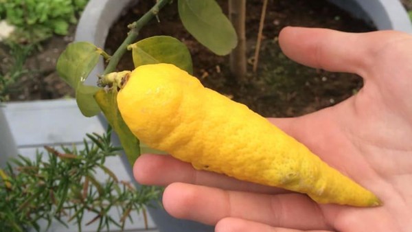 Bentuknya Aneh! Ini Lemon Mirip Wortel hingga Telur Seperti Es krim