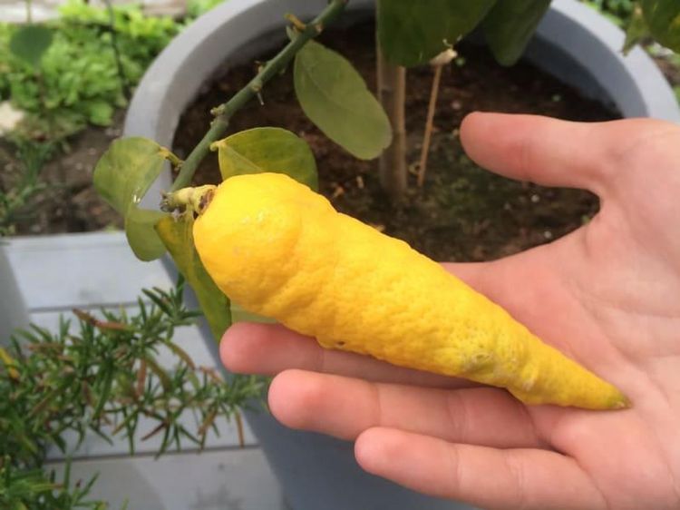Bentuknya Aneh! Ini Lemon Mirip Wortel hingga Telur Seperti Es krim