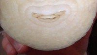 Bawang bombay ini punya tampilan yang mirip seperti wajah manusia tengah tersenyum. Padahal bawang bombay ini dipotong dengan asal. Kok bisa ya? Foto: Pool/Site/Reddit