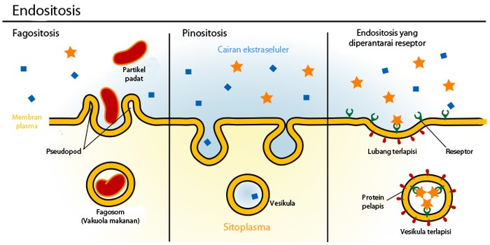 endositosis