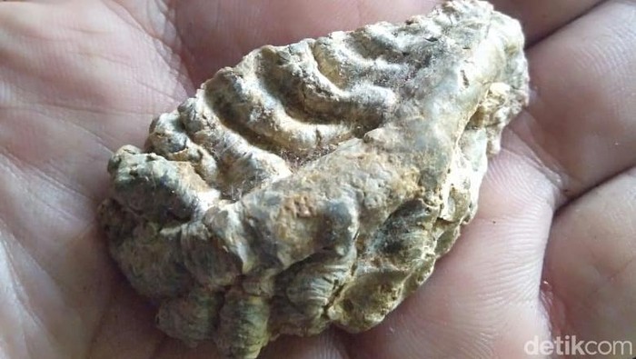 Fosil rusa purba di Majalengka