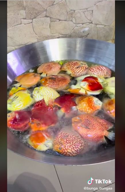 Goreng ikan peliharaan suami