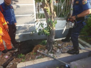 Sapi Kurban Terperosok ke Got di Depan Rumah Wapres Maruf Amin