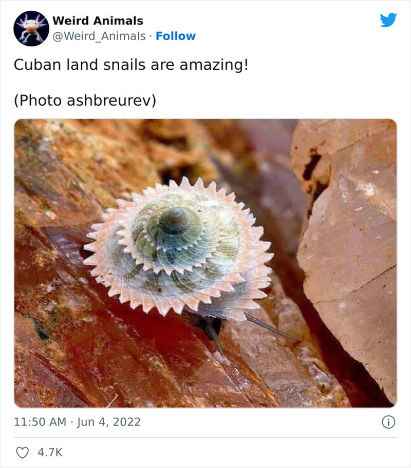 Hewan Unik Menakjubkan Mata