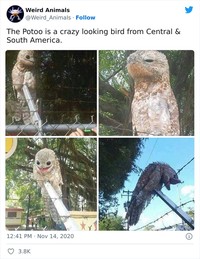 Hewan Unik Menakjubkan Mata