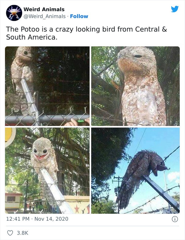 Hewan Unik Menakjubkan Mata