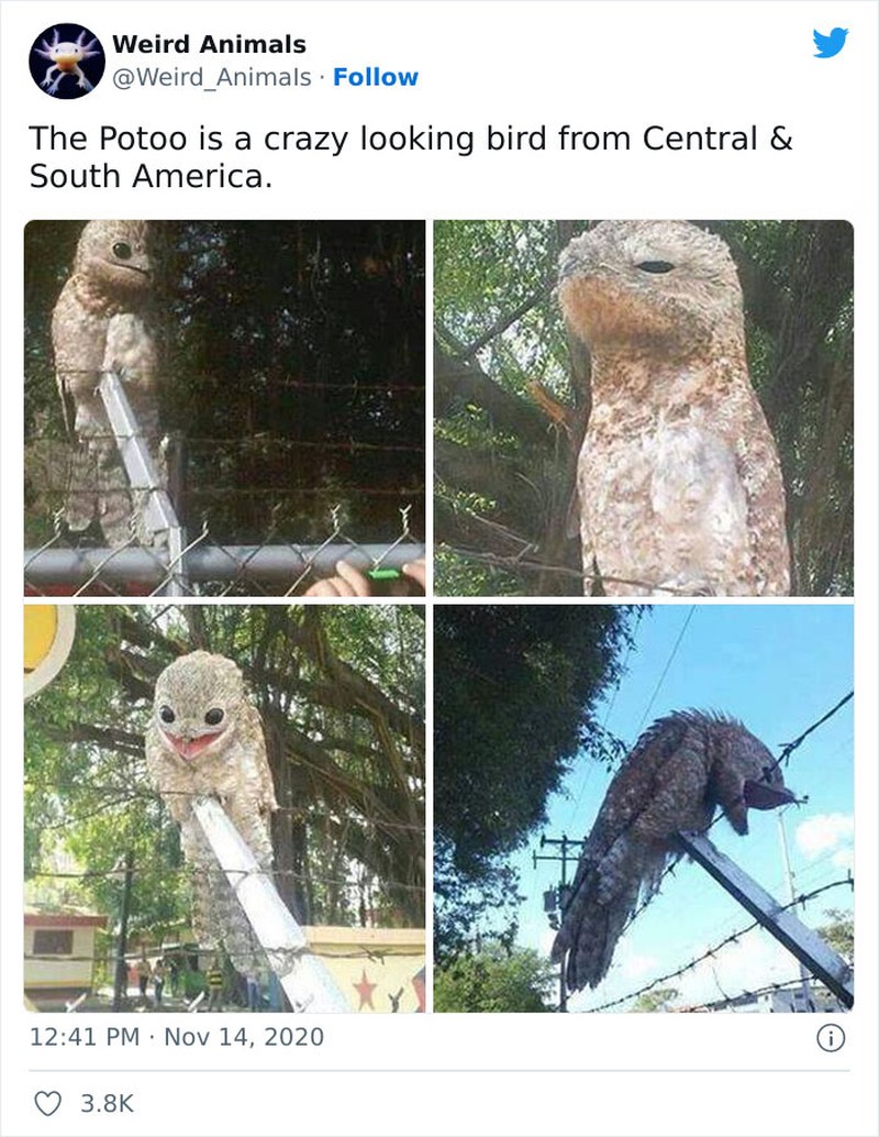 Hewan Unik Menakjubkan Mata