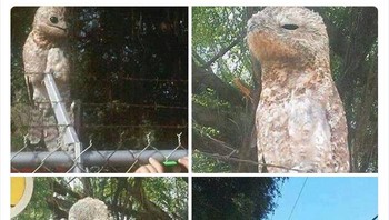 Burung dari Amerika Selatan ini mirip Toothless di film How to Train Your Dragon.  Foto: Twitter/Weird Animals