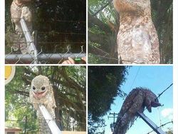 Deretan Hewan Unik dan Langka Bikin Takjub Mata, Pernah Melihatnya?