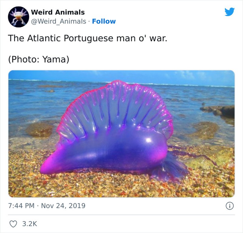 Hewan Unik Menakjubkan Mata