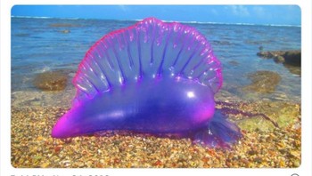 Portuguese Man o War. Foto: Twitter/Weird Animals