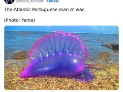 Deretan Hewan Unik dan Langka Bikin Takjub Mata, Pernah Melihatnya?