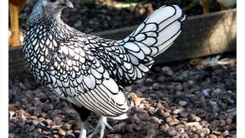 Ayam Sebright Foto: Twitter/Weird Animals