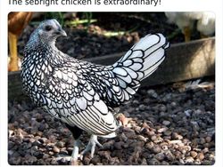 Deretan Hewan Unik dan Langka Bikin Takjub Mata, Pernah Melihatnya?