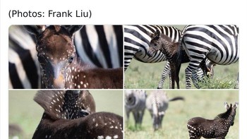 Mutasi unik pada anak Zebra. Foto: Twitter/Weird Animals