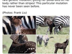 Deretan Hewan Unik dan Langka Bikin Takjub Mata, Pernah Melihatnya?