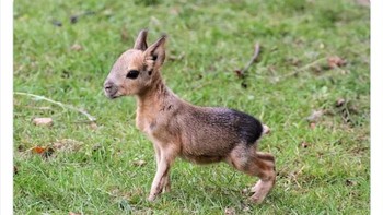 Perpaduan rusa kecil dan kelinci Foto: Twitter/Weird Animals