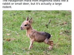 Deretan Hewan Unik dan Langka Bikin Takjub Mata, Pernah Melihatnya?