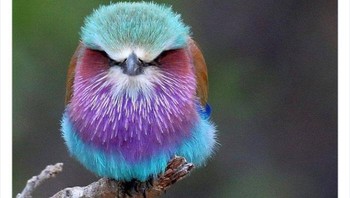 Burung warna-warni. Foto: Twitter/Weird Animals