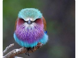 Deretan Hewan Unik dan Langka Bikin Takjub Mata, Pernah Melihatnya?