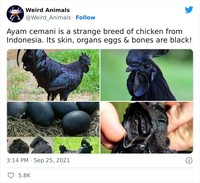 Hewan Unik Menakjubkan Mata
