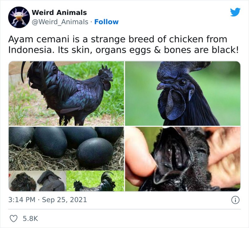 Hewan Unik Menakjubkan Mata