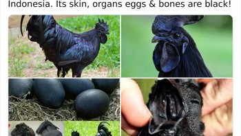 Pernah lihat ayam cemani dan telurnya? Foto: Twitter/Weird Animals