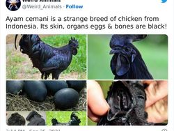 Deretan Hewan Unik dan Langka Bikin Takjub Mata, Pernah Melihatnya?