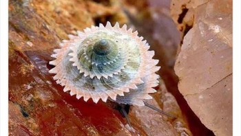 Rumah sifut yang unik.  Foto: Twitter/Weird Animals