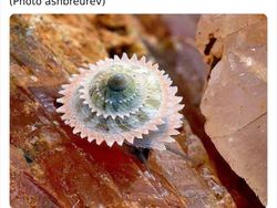 Deretan Hewan Unik dan Langka Bikin Takjub Mata, Pernah Melihatnya?