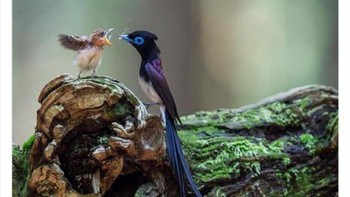 Burung Japanese Paradise Flycatcher. Foto: Twitter/Weird Animals