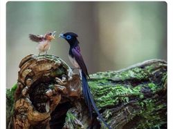 Deretan Hewan Unik dan Langka Bikin Takjub Mata, Pernah Melihatnya?