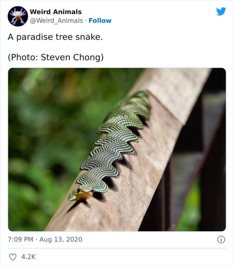 Hewan Unik Menakjubkan Mata