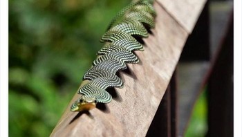 Ular pohon. Foto: Twitter/Weird Animals
