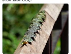 Deretan Hewan Unik dan Langka Bikin Takjub Mata, Pernah Melihatnya?