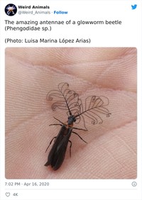 Hewan Unik Menakjubkan Mata
