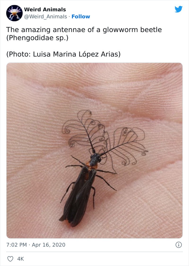 Hewan Unik Menakjubkan Mata