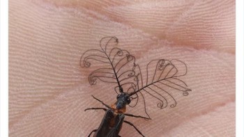 Serangga dengan antena yang unik. Foto: Twitter/Weird Animals