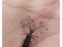 Deretan Hewan Unik dan Langka Bikin Takjub Mata, Pernah Melihatnya?