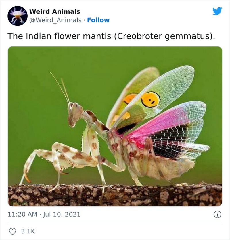 Hewan Unik Menakjubkan Mata