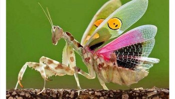 Belalang dari India. Foto: Twitter/Weird Animals